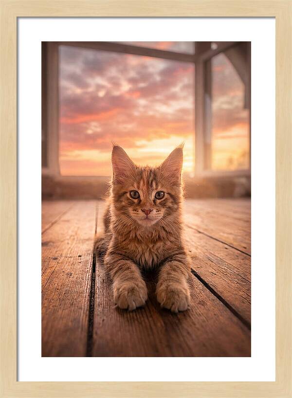 Maine Coon Kitten At Sunset