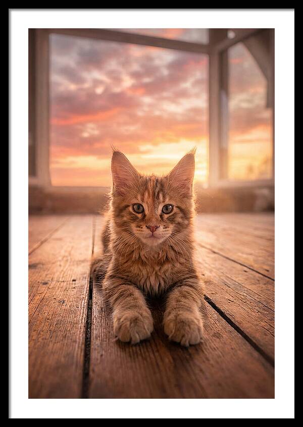 Maine Coon Art