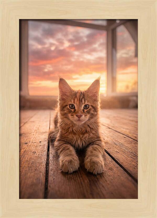 Maine Coon Kitten At Sunset