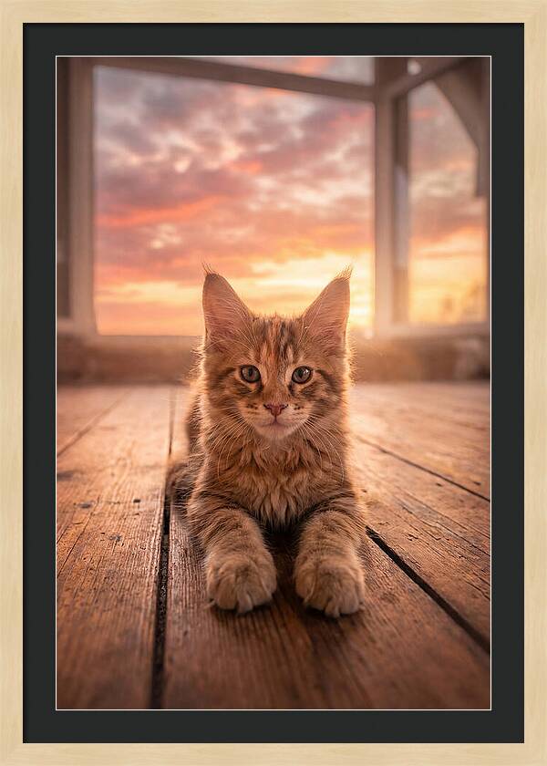 Maine Coon Kitten At Sunset