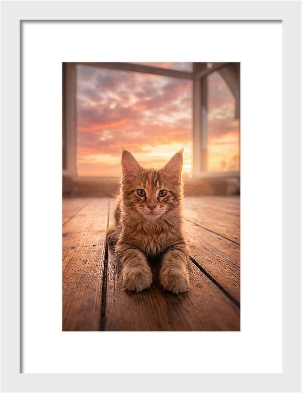 Maine Coon Kitten At Sunset