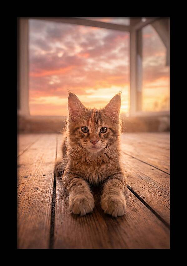 Maine Coon Kitten At Sunset