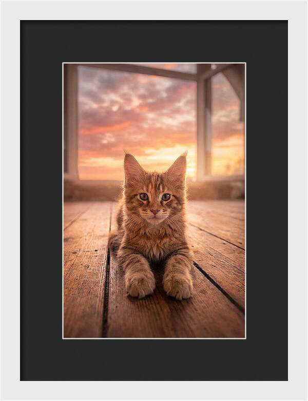 Maine Coon Kitten At Sunset