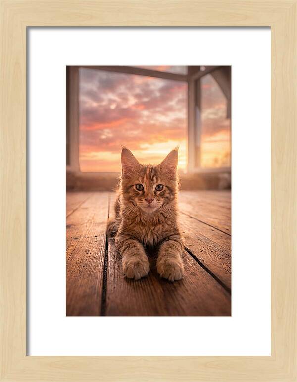 Maine Coon Kitten At Sunset