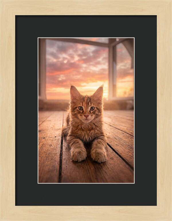 Maine Coon Kitten At Sunset