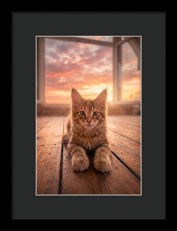 Maine Coon Kitten At Sunset