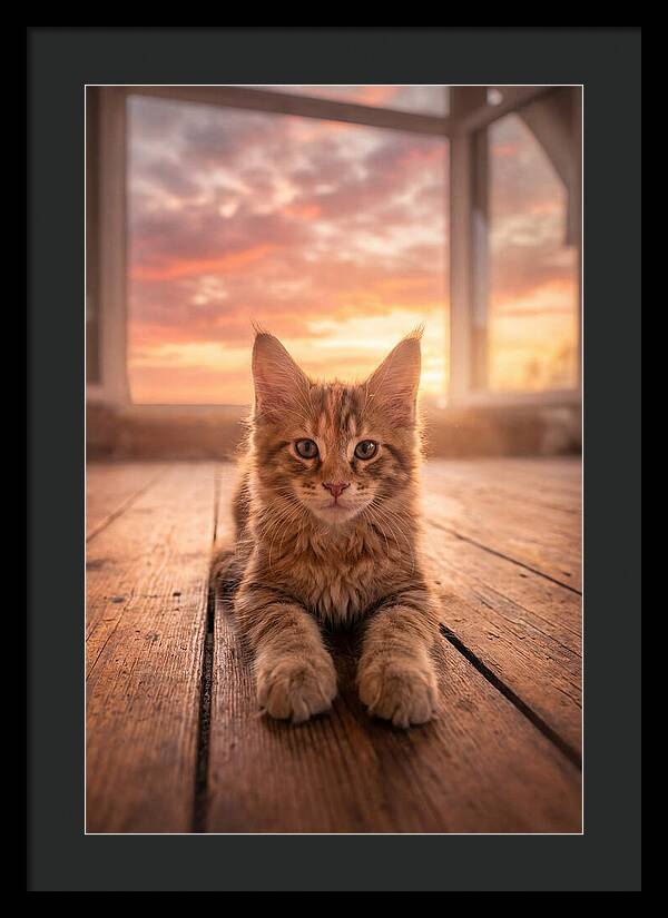 Maine Coon Kitten At Sunset