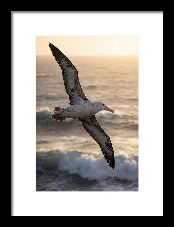 Majestic Albatross In Flight