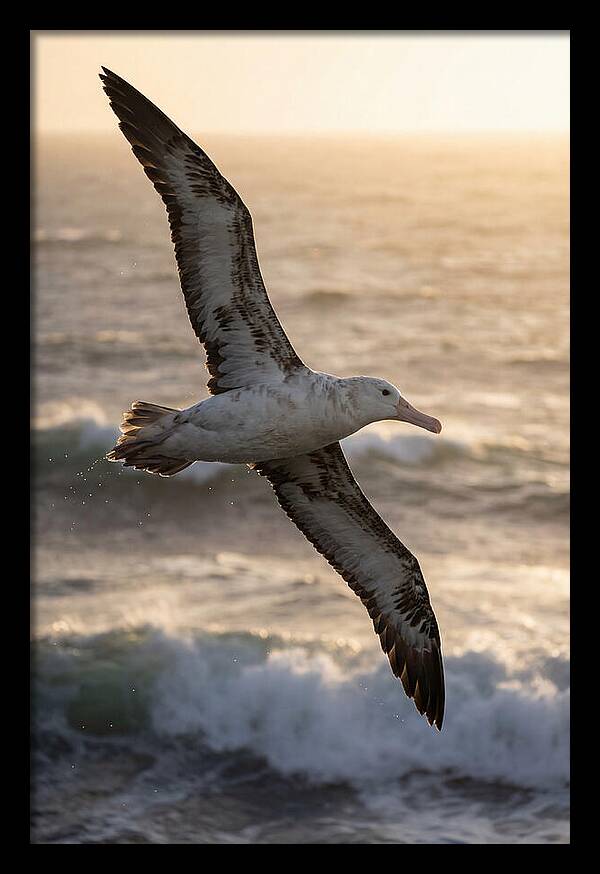 Majestic Albatross In Flight