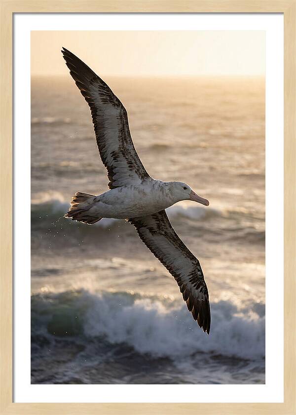 Majestic Albatross In Flight