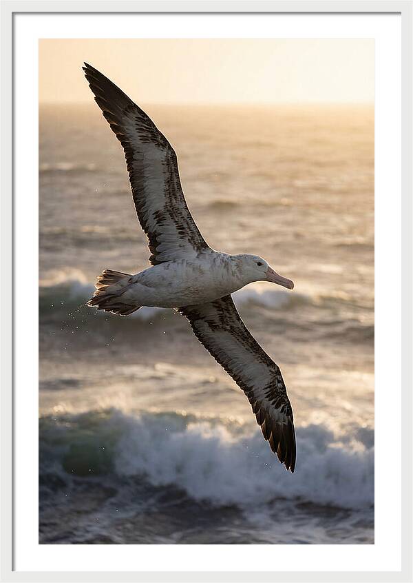Majestic Albatross In Flight