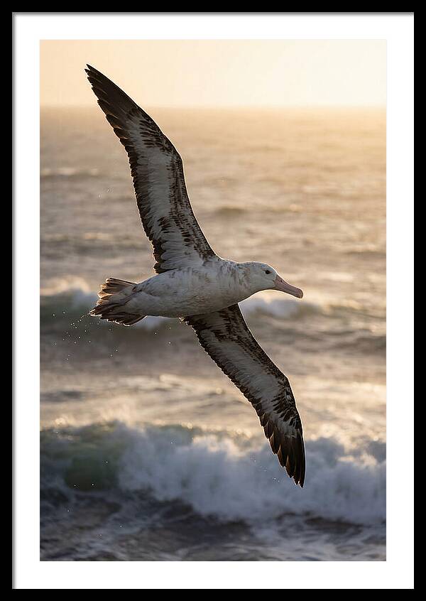 Majestic Albatross In Flight
