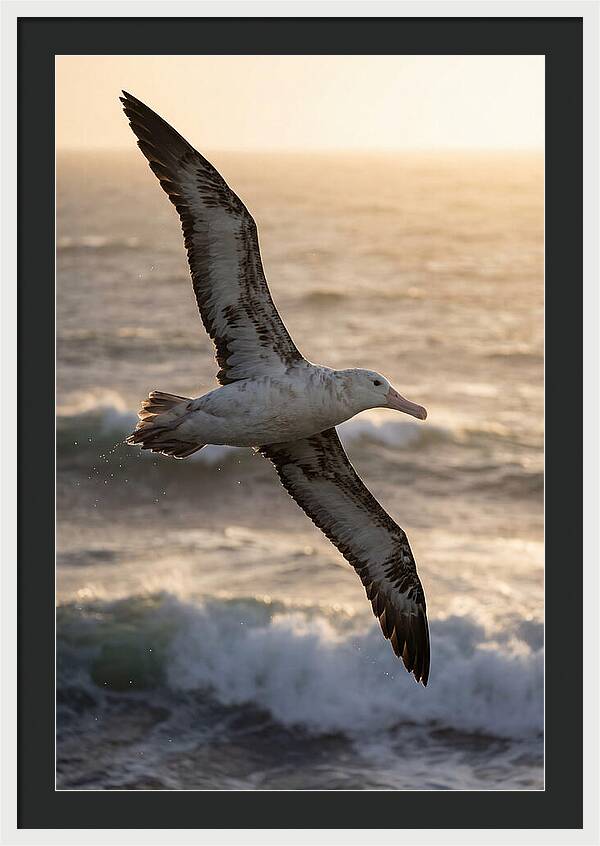 Majestic Albatross In Flight