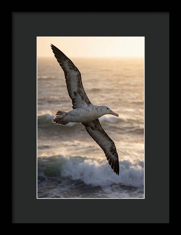 Majestic Albatross In Flight