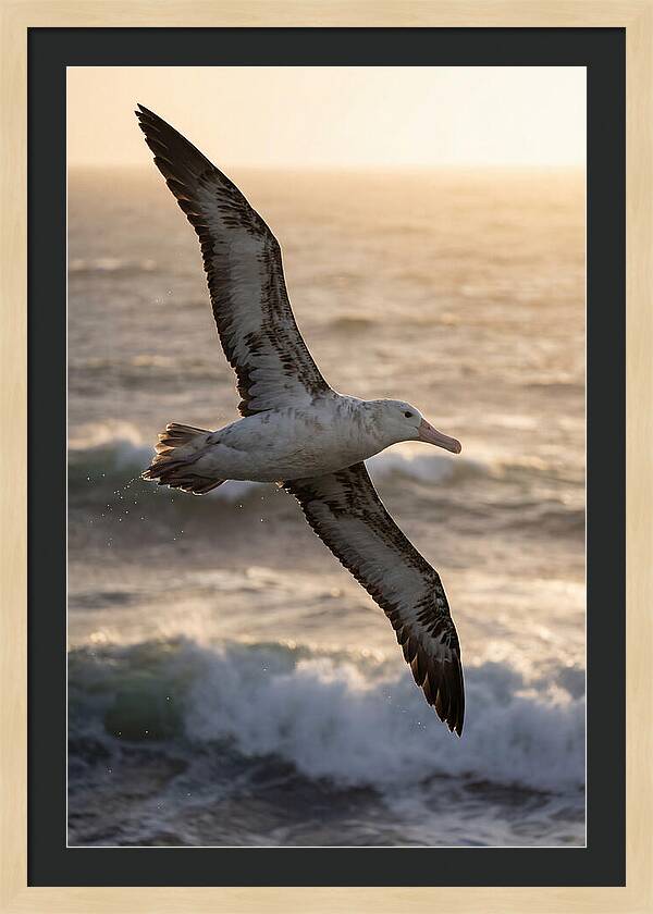 Majestic Albatross In Flight