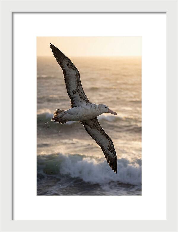 Majestic Albatross In Flight