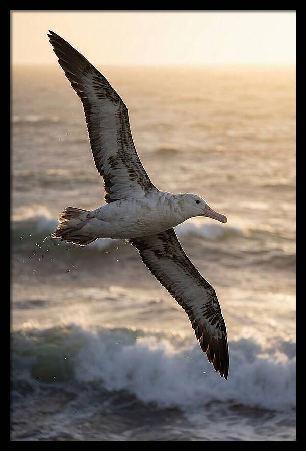 Majestic Albatross In Flight