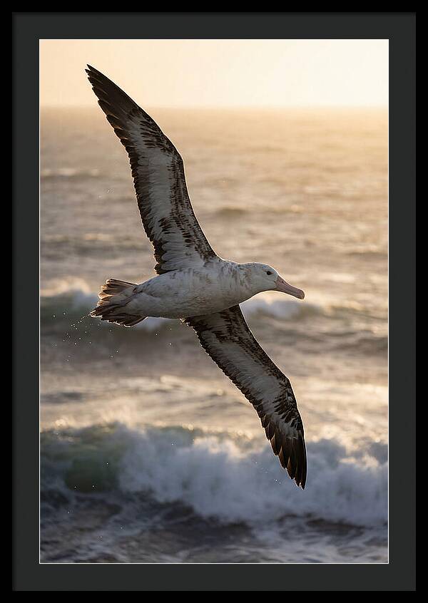 Majestic Albatross In Flight