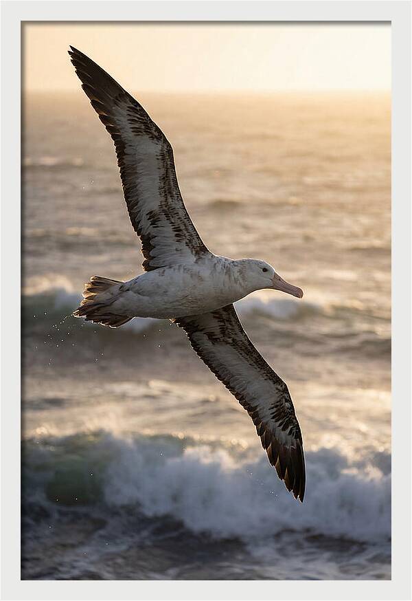 Majestic Albatross In Flight