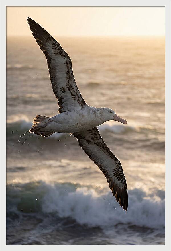Majestic Albatross In Flight
