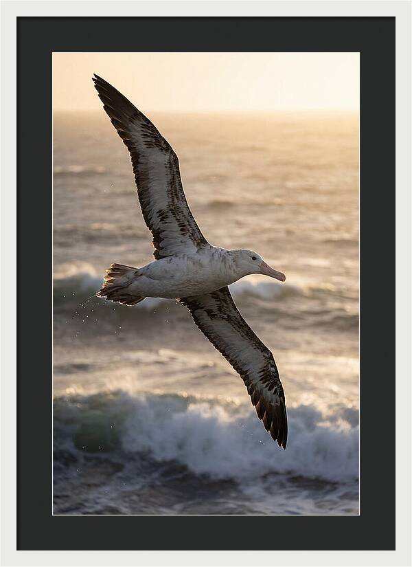 Majestic Albatross In Flight
