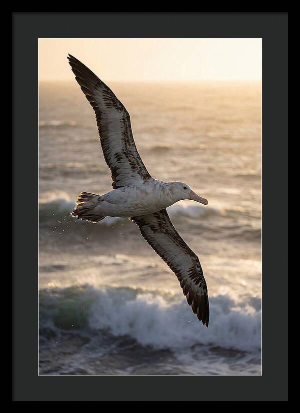 Majestic Albatross In Flight
