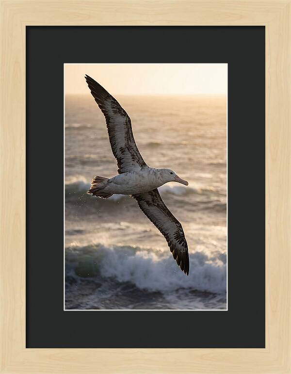 Majestic Albatross In Flight
