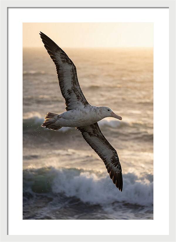 Majestic Albatross In Flight