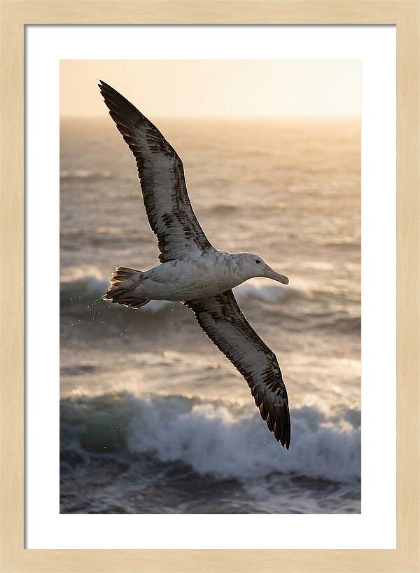 Majestic Albatross In Flight