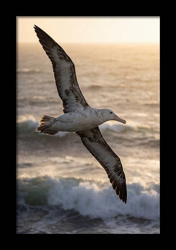Majestic Albatross In Flight