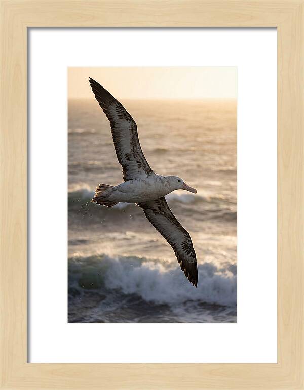 Majestic Albatross In Flight
