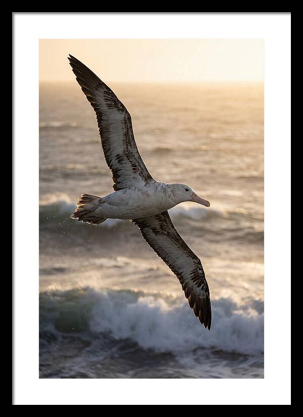 Majestic Albatross In Flight