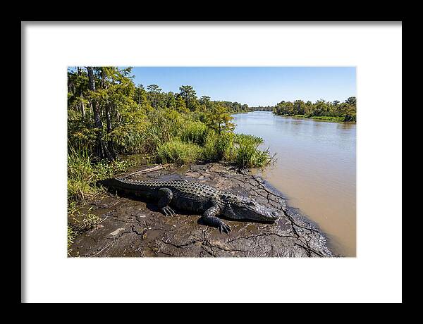 Majestic Alligator Under Sunlight