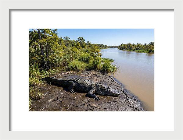 Majestic Alligator Under Sunlight