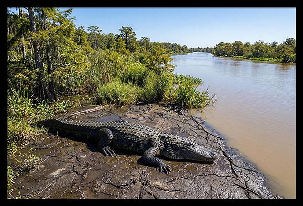 Majestic Alligator Under Sunlight