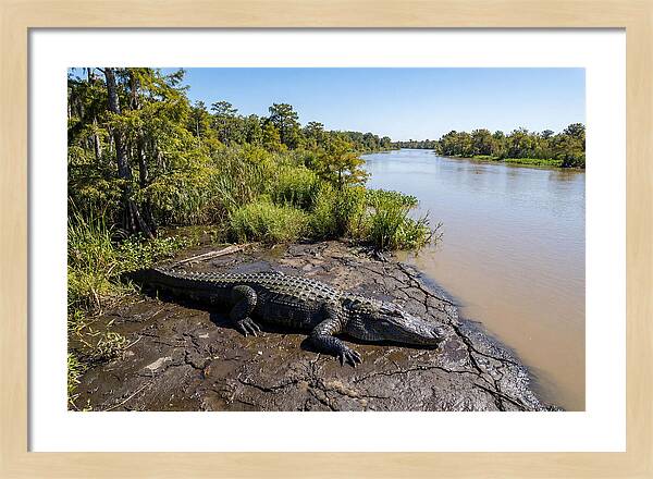 Majestic Alligator Under Sunlight