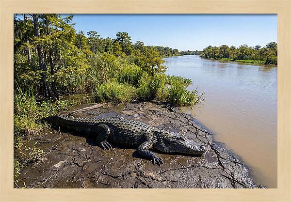Majestic Alligator Under Sunlight
