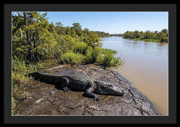 Majestic Alligator Under Sunlight