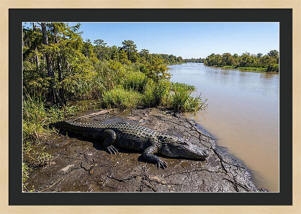 Majestic Alligator Under Sunlight