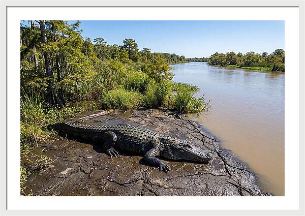 Majestic Alligator Under Sunlight