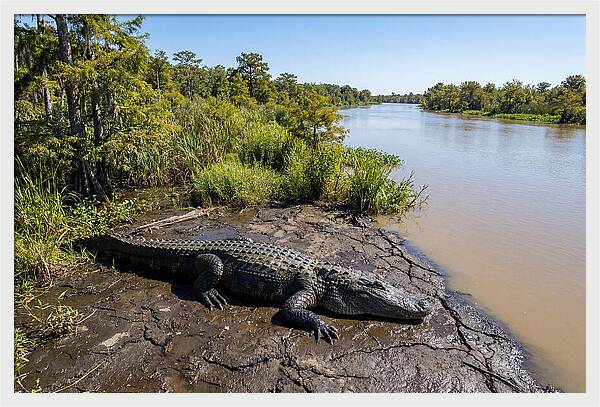 Majestic Alligator Under Sunlight