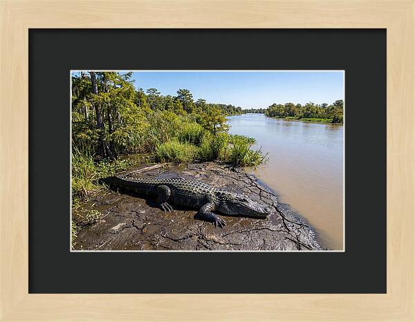 Majestic Alligator Under Sunlight