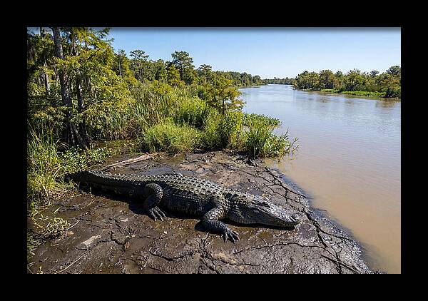 Majestic Alligator Under Sunlight