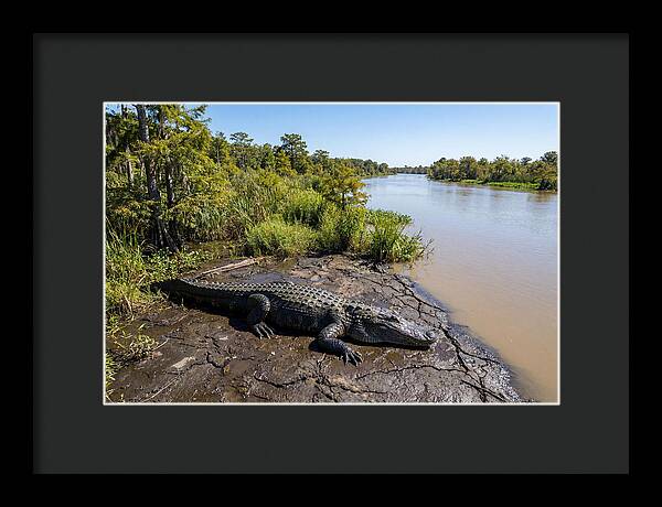 Majestic Alligator Under Sunlight