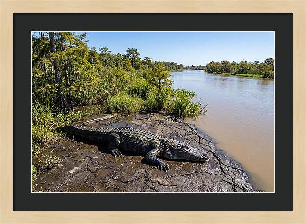 Majestic Alligator Under Sunlight