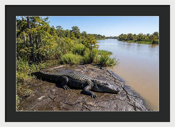 Majestic Alligator Under Sunlight