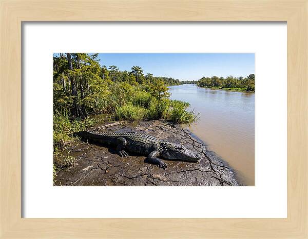 Majestic Alligator Under Sunlight