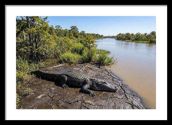 Majestic Alligator Under Sunlight
