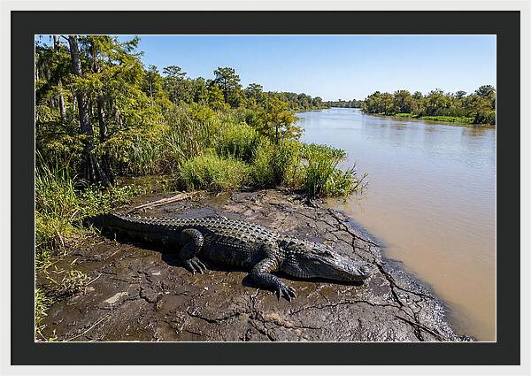 Majestic Alligator Under Sunlight