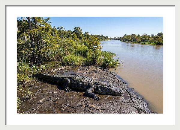 Majestic Alligator Under Sunlight
